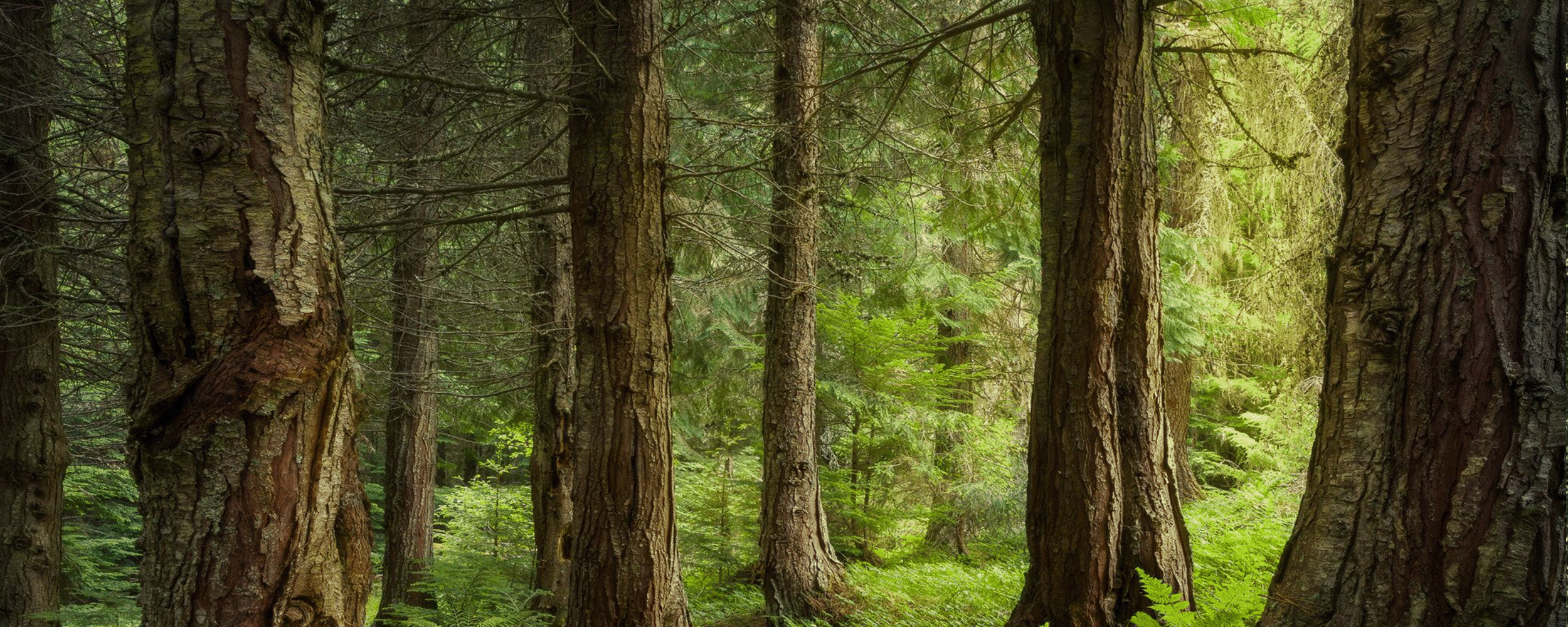 Canadian Cedar Wood