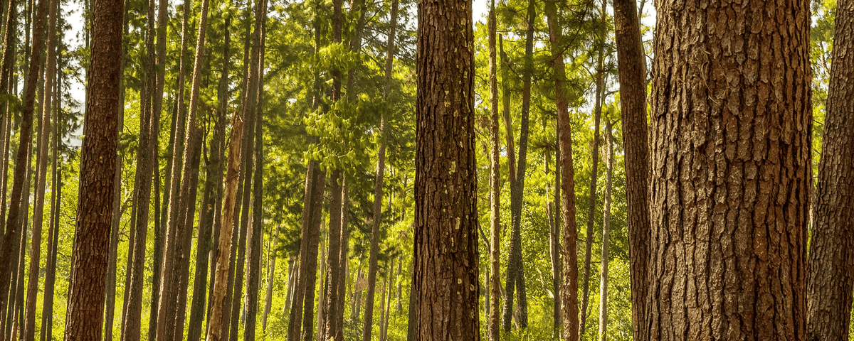 Finnish Pine Wood